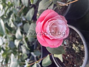  Camellia japonica 'October Affair',  Camellia japonica