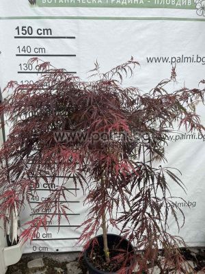 Spitzahorn,   Acer palmatum  'Tamukeyama'
