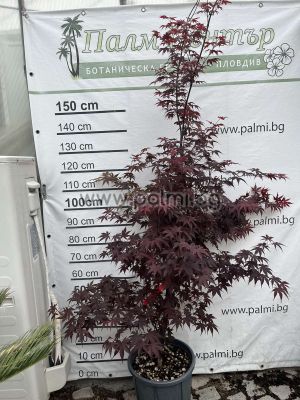 Spitzahorn,   Acer palmatum 'Bloodgood'