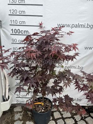 Spitzahorn,   Acer palmatum 'Bloodgood'