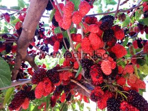 Hybrid black Everbearing mulberry with year-round fruiting, Morus sp.
