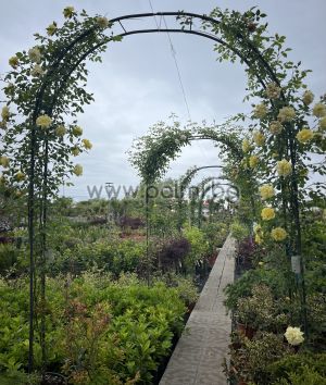 Arch of roses,Climbing rosa 