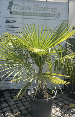 Die legendäre Trachycarpus "Bulgaria"