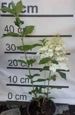 Едроцветна хортензия с пирамидални цветове Сребърен долар , Hydrangea paniculata Silver Dollar