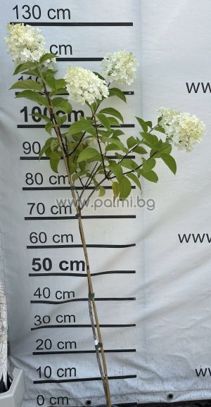 Едроцветна хортензия с пирамидални цветове Сребърен долар , Hydrangea paniculata Silver Dollar