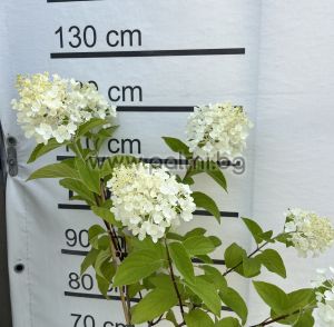 Едроцветна хортензия с пирамидални цветове Сребърен долар , Hydrangea paniculata Silver Dollar