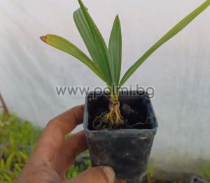 Dwarf Palmetto with huge silver leaves
