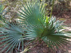 Dwarf Palmetto with huge silver leaves