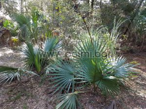 Dwarf Palmetto with huge silver leaves