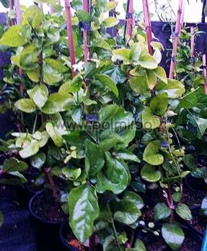 Арабски Жасмин