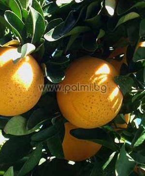 Citrus paradisi cv. Star Ruby  Grapefruit, Star Ruby Sorte von Botanischem Garten - Plovdiv, Bulgarien