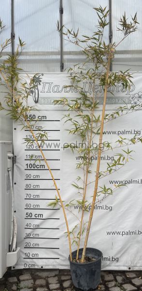 Giant golden Vivax bamboo, f. 'Aureocaulis'