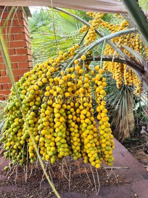  Палма Бутия (бивша Butia capitata)