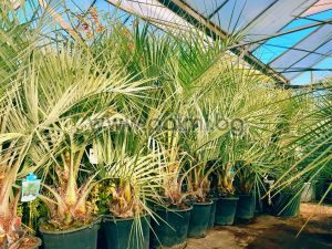  Палма Бутия (бивша Butia capitata)