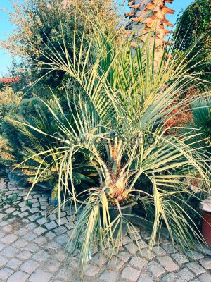  Палма Бутия (бивша Butia capitata)