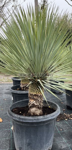 Студоустойчива Юка Рострата, Yucca rostrata