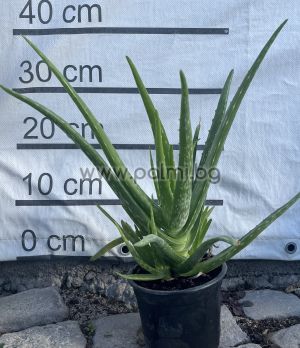 Aloe, drei Jahre alte Pflanze