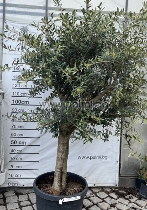Olea europaea-Bonsai