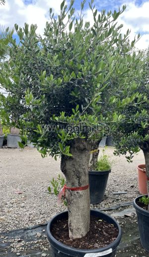 Маслина Arbekina, Olea europaea var. Arbequina Lollipop