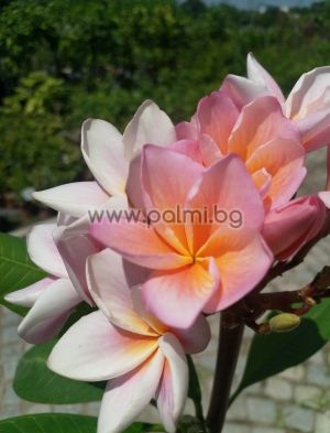  Frangipani Synchronicity