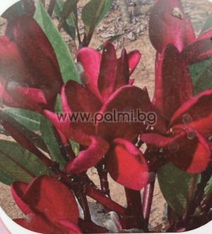 82. Frangipani  Red Jack