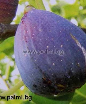 Смокиня от Аржантьой,Ficus carika  Violette d'argentuil