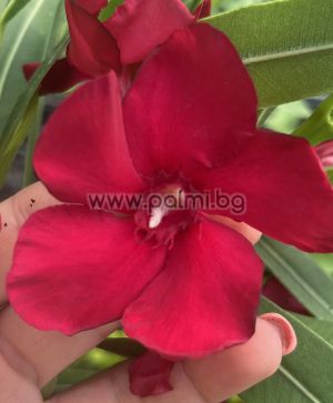 Oleander  Orias Piros