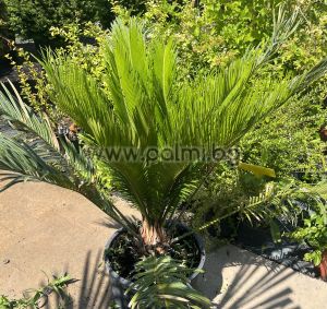 Palmfarn