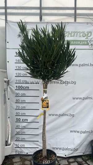 Oleander Lolipop 