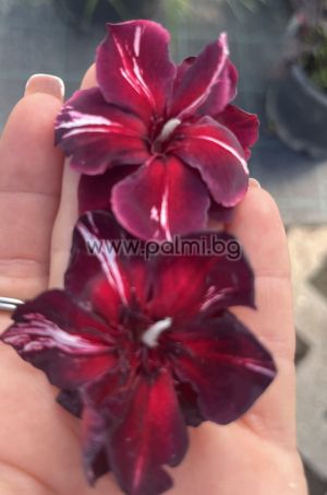 Олеандър Черен Диамант, Oleander Black Daimond ( Baby Diamant)