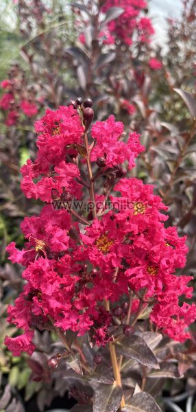 Lagerstroemia indica ''Double Feature''
