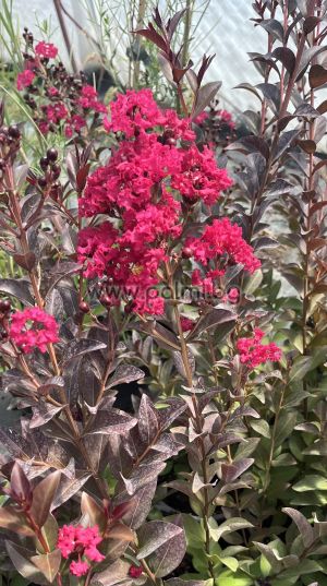Lagerstroemia indica ''Double Feature''