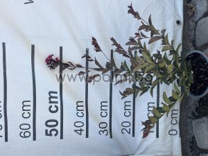 Lagerstroemia indica ''Double Feature''