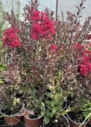 Lagerstroemia indica ''Double Feature''