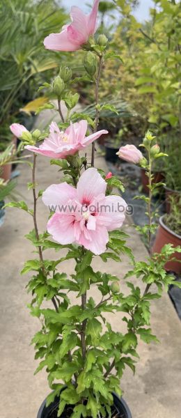 Сирийска роза Шарън,Hibiscus syriacus Pink Chiffon