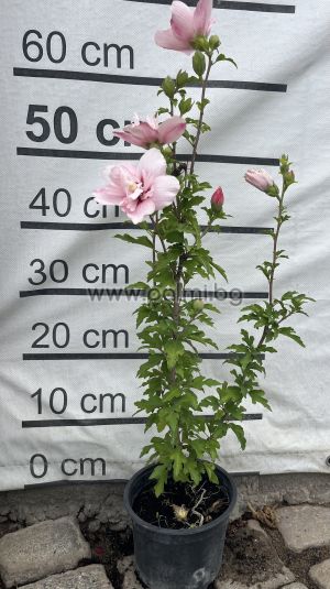 Сирийска роза Шарън,Hibiscus syriacus Pink Chiffon