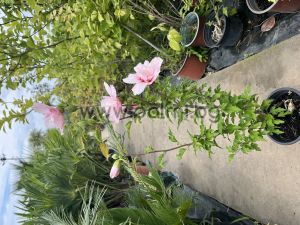 Сирийска роза Шарън,Hibiscus syriacus Pink Chiffon