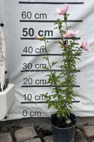 Сирийска роза Шарън,Hibiscus syriacus Pink Chiffon