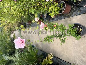 Сирийска роза Шарън,Hibiscus syriacus Pink Chiffon