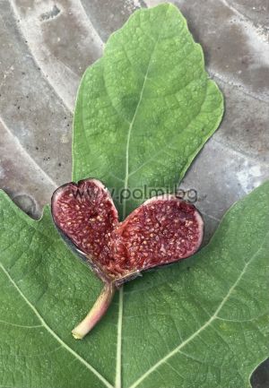Fig variety Ronde de Bordeaux