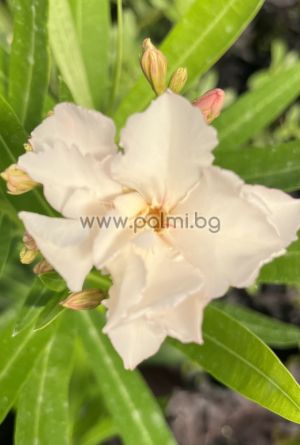 Oleander  Rokoko Rose