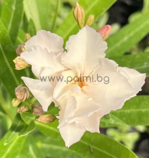 Oleander  Rokoko Rose