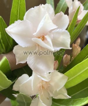 Oleander   Rokoko Rose