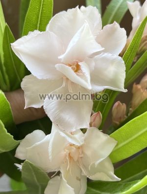 Oleander   Rokoko Rose