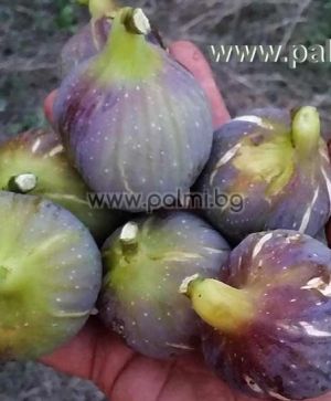 Измирска Смокиня (Izmir) L