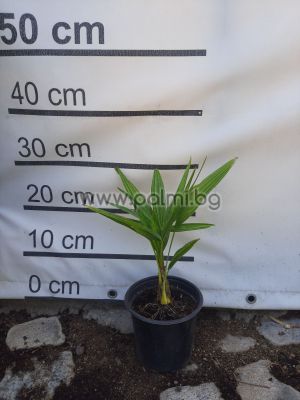 Hybrid  Trachycarpus ' Wagnerianus' x princeps