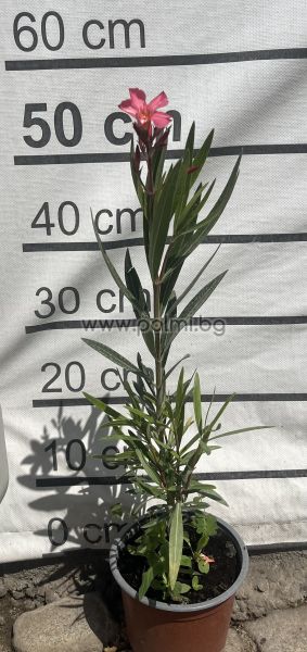 Oleander  Mont Salmon