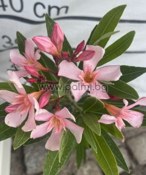 Nerium oleander Caro