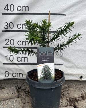 Araucaria araucana