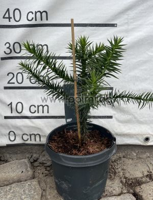 Araucaria araucana